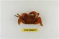 藏品(雙齒近相手蟹)的圖片